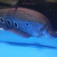 ماهی پاکو و نایف