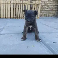 ۴توله سگ ژرمن  با کمترین قیمت به فروش میرسد