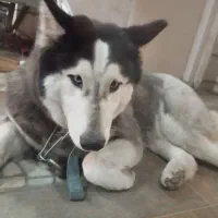 توله هاسکی تربیت شده