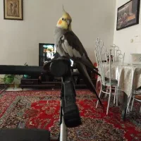 عروس هلندی نر سخنگو ۷ماهه