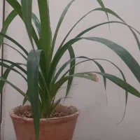 به یک نفر خانم جهت هم خانه شدن