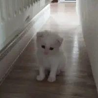 گربه میکس پرشین و DLH ( مو بلند)|گربه|لنگرود, |دیوار