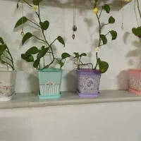 گلدان|گل و گیاه طبیعی|قم, نوقطار|دیوار