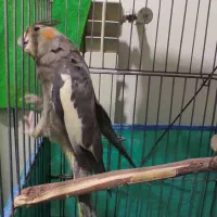 ماده عروس هلندی|پرنده|محمدیه-قزوین, |دیوار