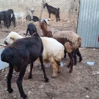 میش|حیوانات مزرعه|دوگنبدان, |دیوار