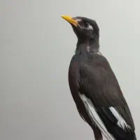 جوجه مینا|پرنده|بندرعباس, |دیوار