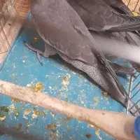 فروش جوجه عروس هلندی