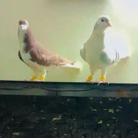 کفترساده شیرازی فروشی