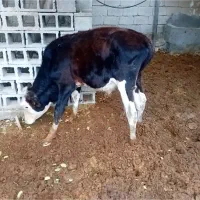 گوساله نر هفت ماهه