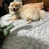 سگ پامر ماده|سگ|رشت, گلسار|دیوار