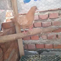 جوجه زرد‌کبوتر