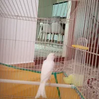 قناری نر رسمی بلند