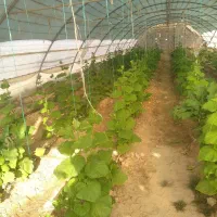 سازه گلخانه