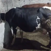 گاو با گوساله نر سیمینتال