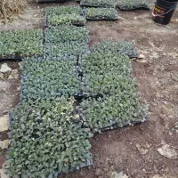 نشاء گل کلم