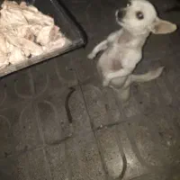 سلام سگ پا کوتا باهوش|سگ|کرمان, |دیوار