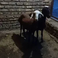 بره ماده زیر قوچ