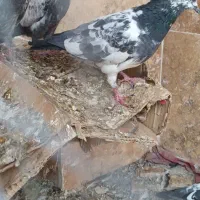 کفترهای پاکستانی|پرنده|تهران, جیحون|دیوار