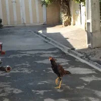 جوجه خروس 8 ماهه