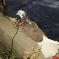 کبوتر پرشی الی