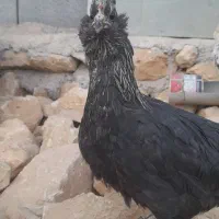 مرغ خروس گلین ریشی چهلتاج