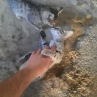 واگذاری بچه گربه|گربه|بازرگان, |دیوار