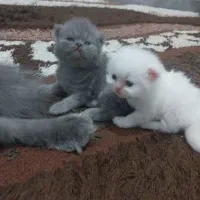 حیوان خانگی