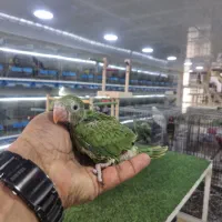 جوجه طوطی ملنگو