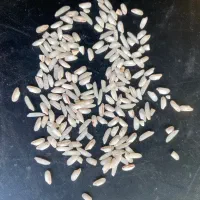 برنج عنبر بو معطر