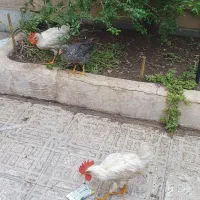 ۳عددمرغ