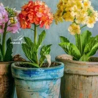 استخدام در گل‌فروشی  (گلدیث سابق) برای تکمیل کادر