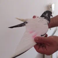 کبوتر - نر|پرنده|مشگین شهر, |دیوار