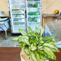 نیروی کار خانم