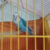 طوطی برزیلی