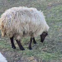 فروش گوسفند