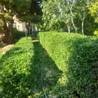 هرس شمشاد و باغبانی