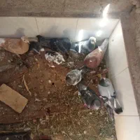 این‌کبوتر‌ها‌فروشی‌هست.دونه‌ای‌۲۰۰تومن