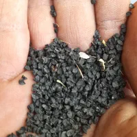 فروشسیاهدانهپیاز|عمدهفروشی|آزادشهر, |دیوار