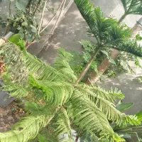 نهال  کاج مطلق
