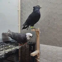 یک جفت کبوتر|پرنده|سبزوار, جوادیه غربی|دیوار