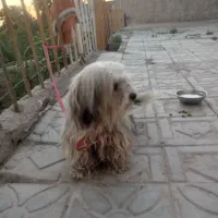 سگ پشمالو