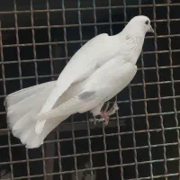 کبوتر پرشی|پرنده|معصومیه, |دیوار