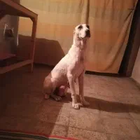 سگ سراب نگهبان،