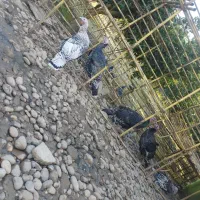 بوقلمون ماده کرچ شو|حیوانات مزرعه|جویبار, |دیوار