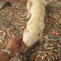 پاکوتاه ماده