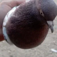 نر سینه گلی