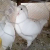 کبوتر کینگ شاهی|پرنده|مهریز, |دیوار