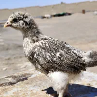 جوجه مرغ تقریباً ۲ ماهه