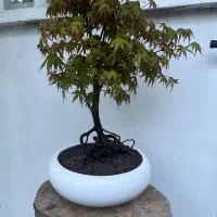 بنسای افرا سبز