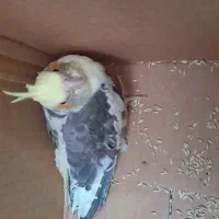 جوجه عروس رایگان